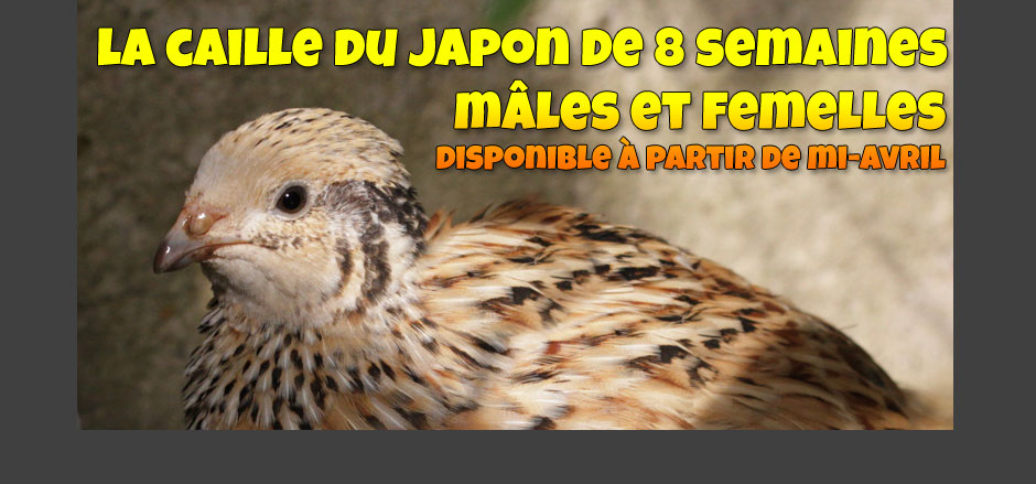 caille du japon