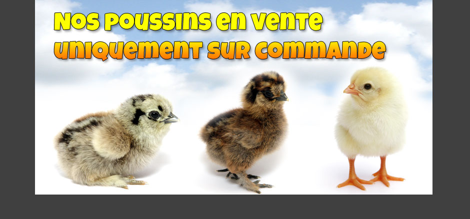 poussin